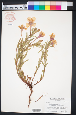 Calylophus hartwegii subsp. pubescens image