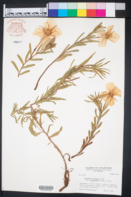 Calylophus hartwegii subsp. pubescens image