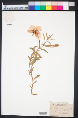 Calylophus hartwegii image