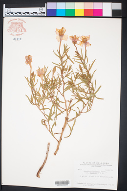 Calylophus hartwegii image