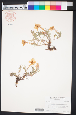 Calylophus lavandulifolius image
