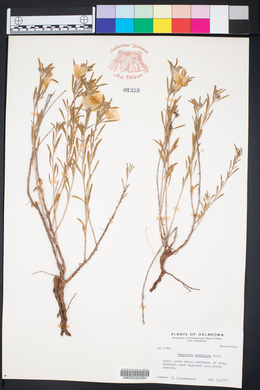 Oenothera serrulata image