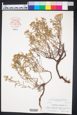 Oenothera serrulata image
