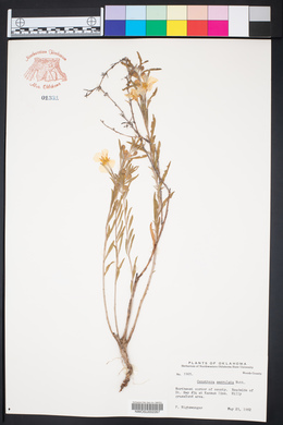Oenothera serrulata image