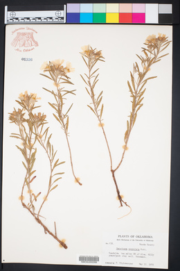 Oenothera serrulata image