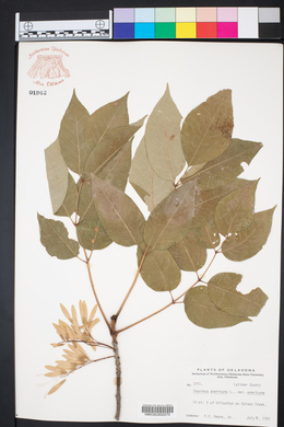 Fraxinus americana var. americana image