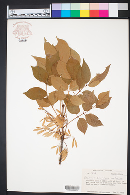 Fraxinus americana var. texensis image