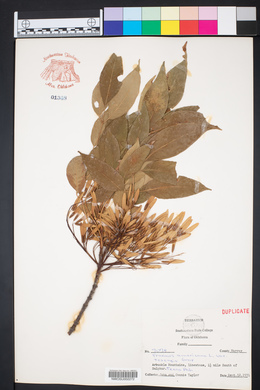 Fraxinus americana var. texensis image