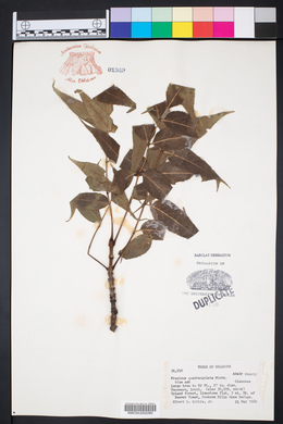 Fraxinus quadrangulata image