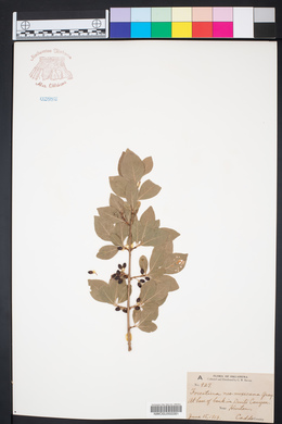 Forestiera neo-mexicana image