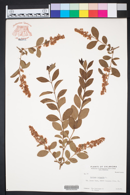 Syringa vulgaris image