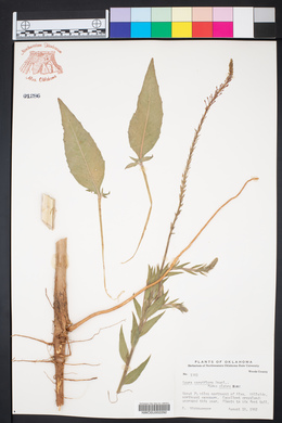 Oenothera curtiflora image