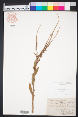 Oenothera curtiflora image