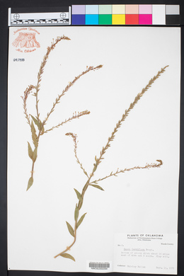 Oenothera curtiflora image