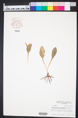 Ophioglossum engelmannii image