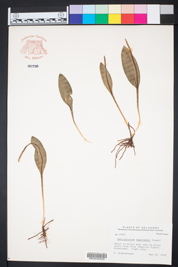 Ophioglossum engelmannii image