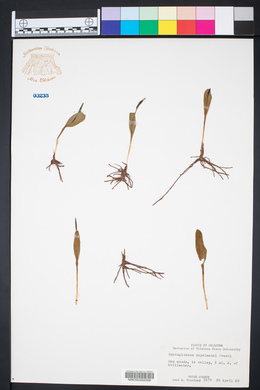 Ophioglossum engelmannii image