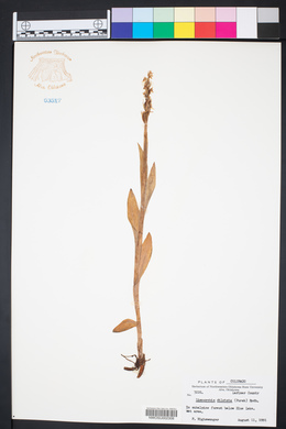 Limnorchis dilatata image