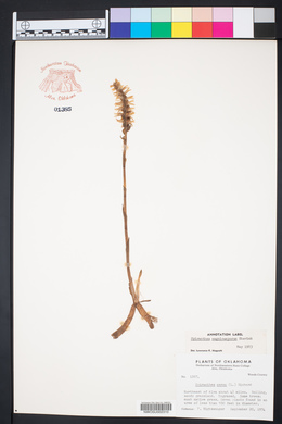 Spiranthes magnicamporum image
