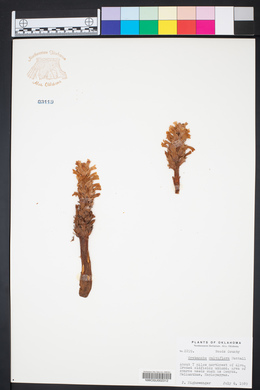 Orobanche ludoviciana image