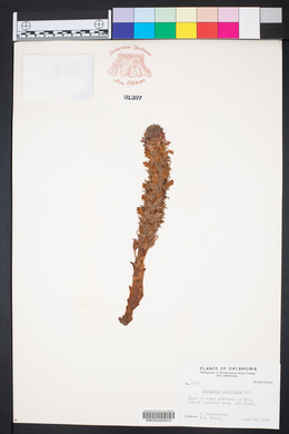 Orobanche ludoviciana image