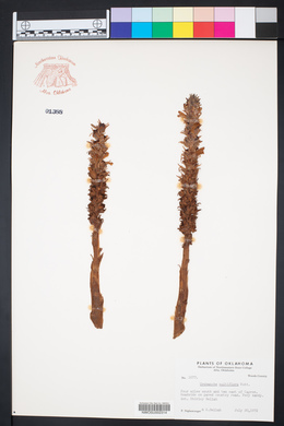 Orobanche ludoviciana image