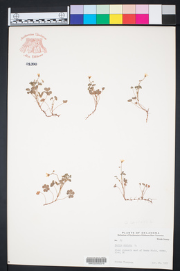 Oxalis corniculata image