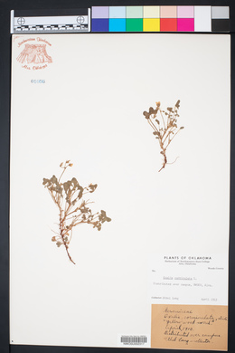Oxalis corniculata image