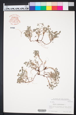 Oxalis corniculata image
