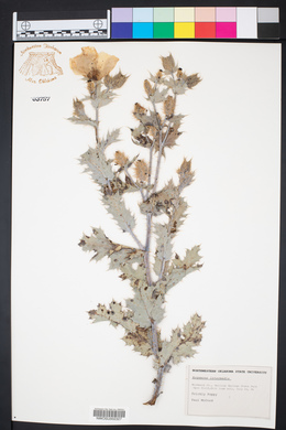 Argemone gracilenta image