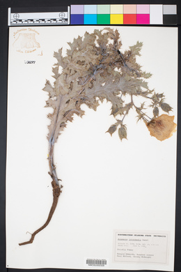 Argemone gracilenta image