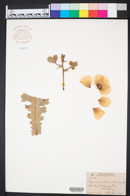 Argemone gracilenta image