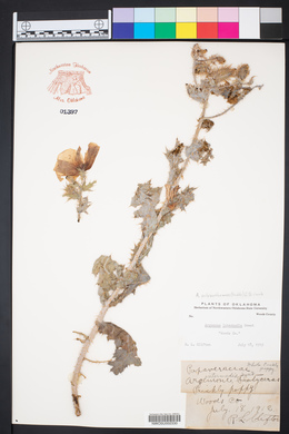 Argemone gracilenta image