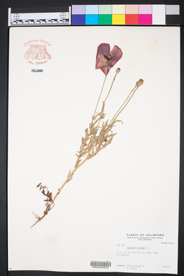 Papaver rhoeas image