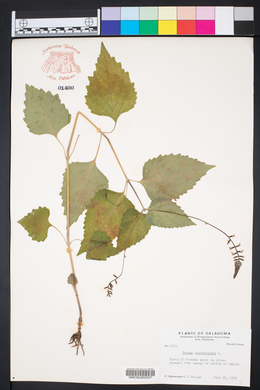 Phryma leptostachya image