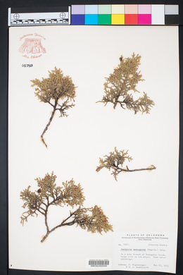 Juniperus monosperma image
