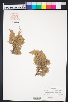 Juniperus monosperma image