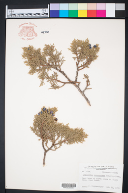 Juniperus monosperma image