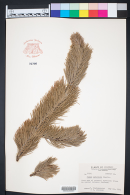 Pinus aristata image