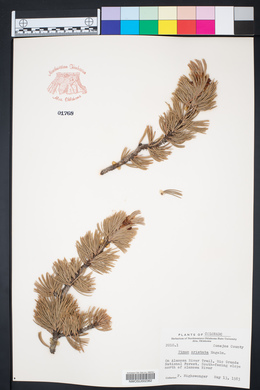 Pinus aristata image