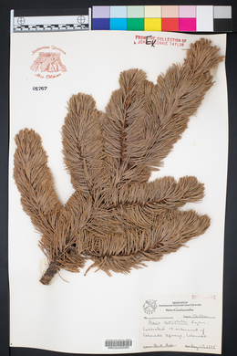Pinus aristata image