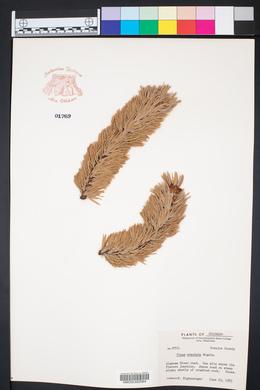 Pinus aristata image