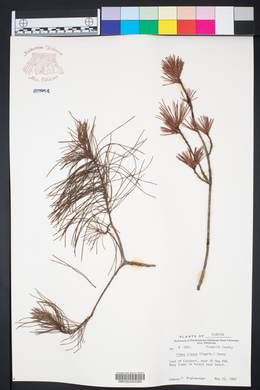 Pinus clausa image