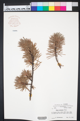 Pinus contorta image