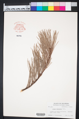 Pinus echinata image