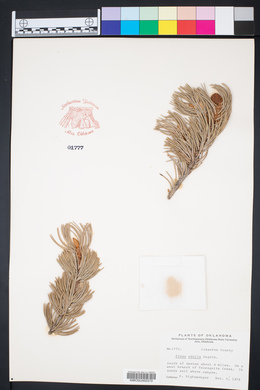 Pinus edulis image