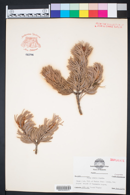 Pinus edulis image