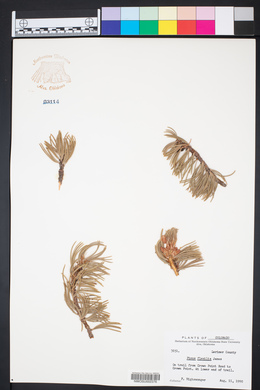 Pinus flexilis image