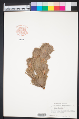 Pinus flexilis image