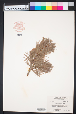 Pinus flexilis image